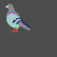 pigeon